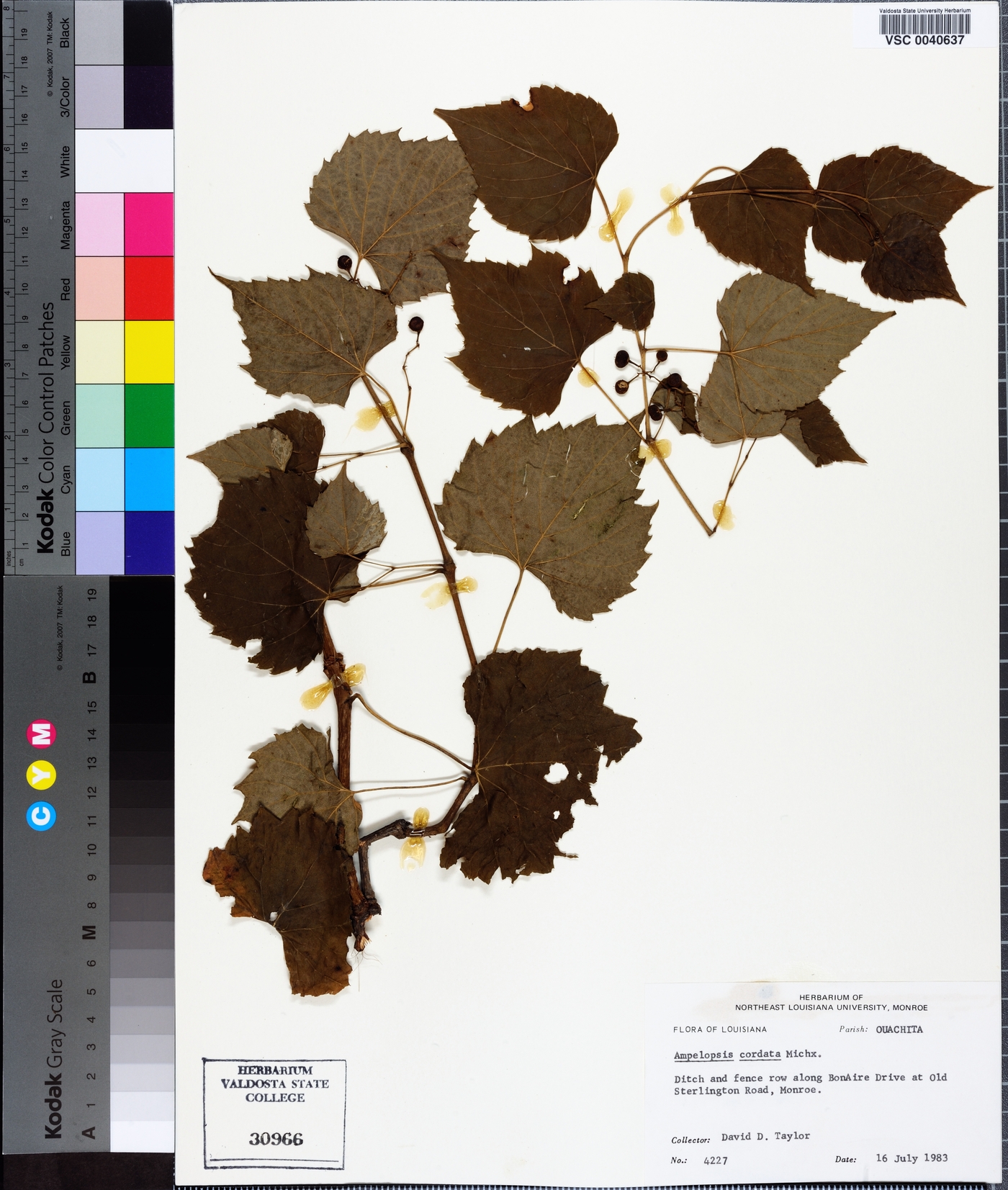 Ampelopsis aconitifolia image