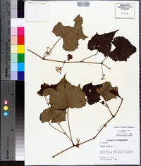 Vitis palmata image