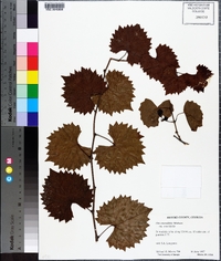 Vitis rotundifolia image