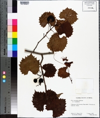 Vitis rotundifolia image