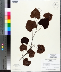 Vitis rotundifolia image