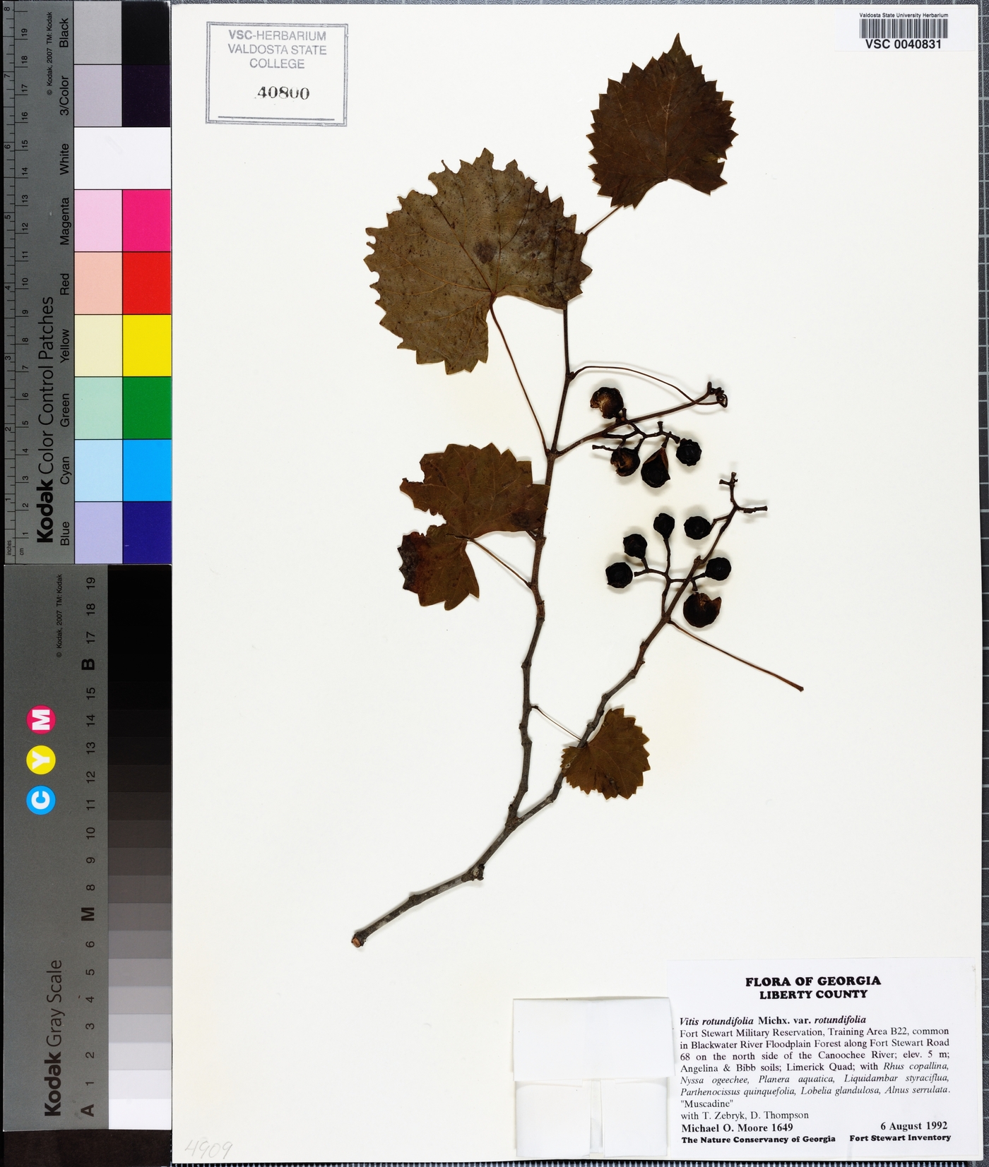 Vitis rotundifolia image
