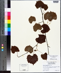 Vitis rotundifolia image