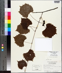 Vitis rotundifolia image