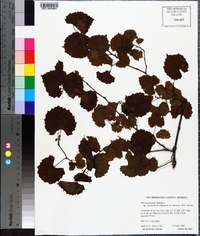 Vitis rotundifolia image