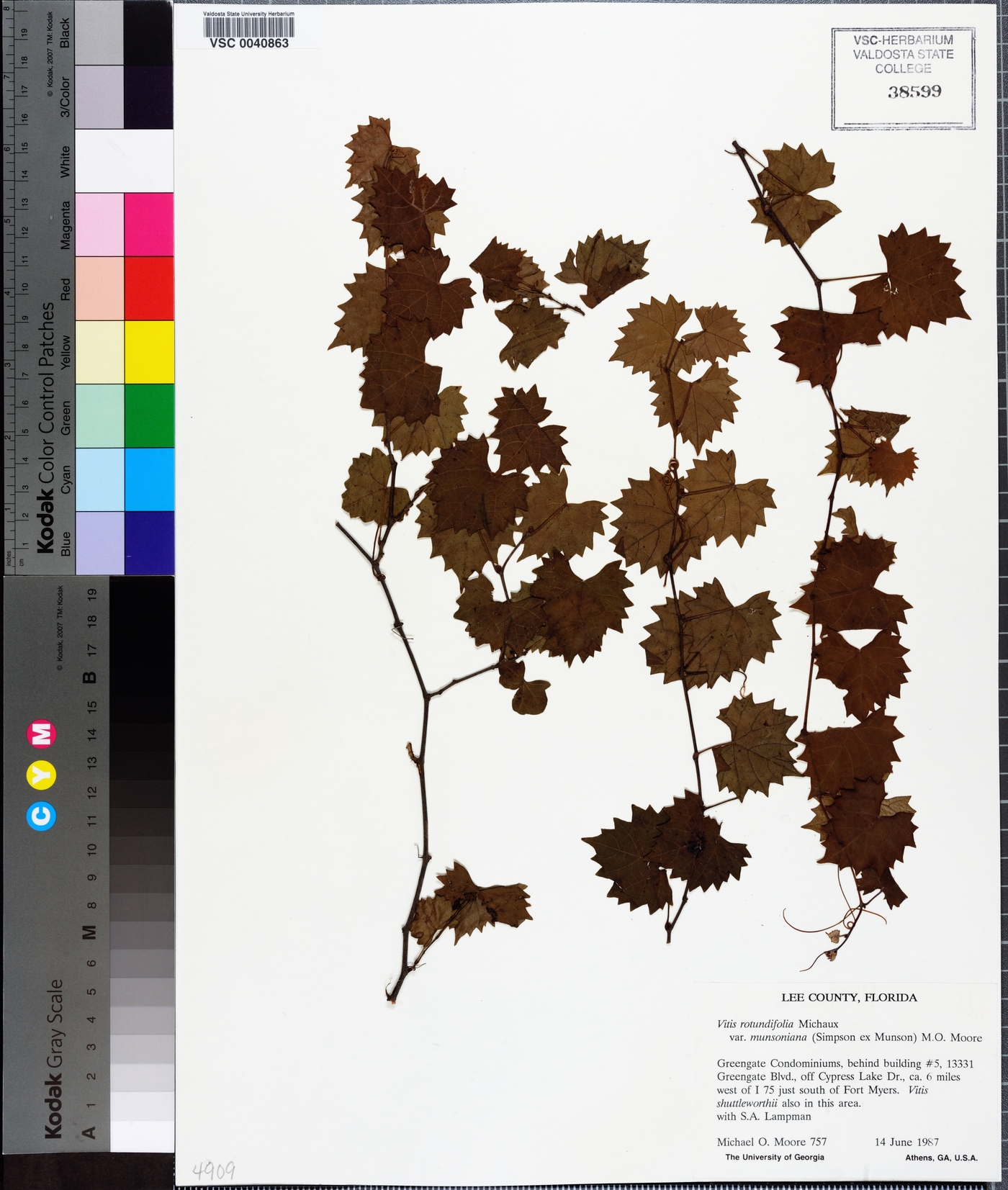 Vitis rotundifolia image