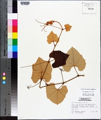 Vitis shuttleworthii image