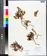 Larrea tridentata image