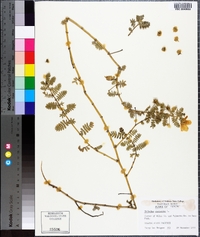 Tribulus cistoides image