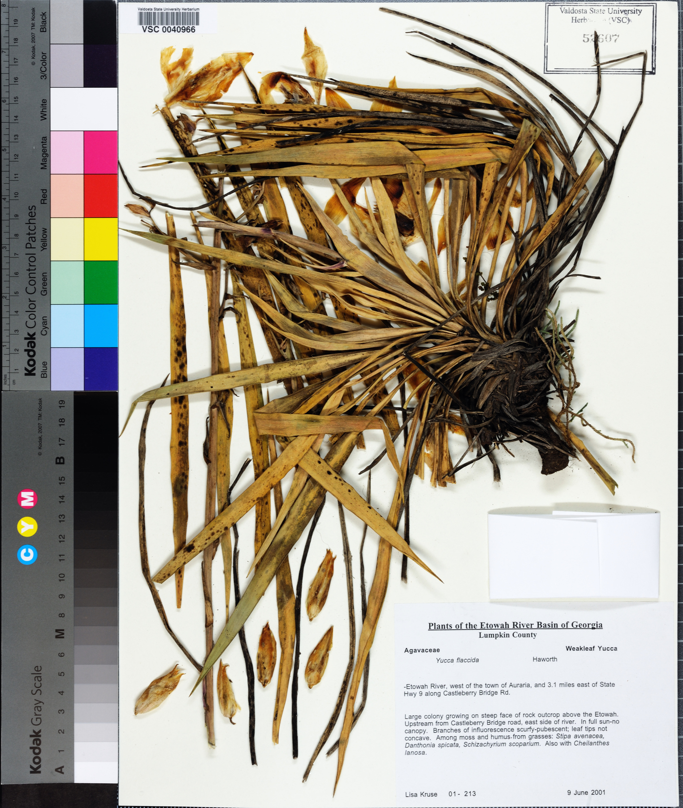 Yucca flaccida image