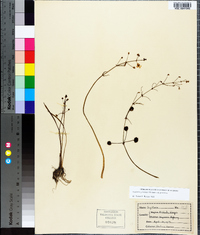 Sagittaria graminea image