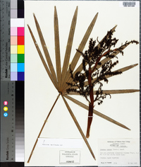 Serenoa repens image