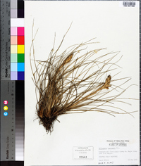 Tillandsia bartramii image