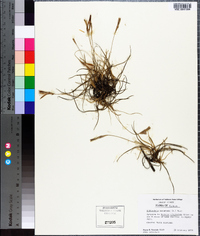 Tillandsia recurvata image