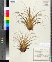 Tillandsia fasciculata image