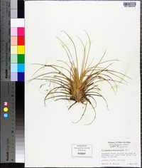 Tillandsia fasciculata image