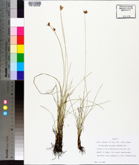 Fimbristylis mexicana image