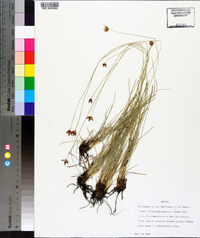 Fimbristylis mexicana image