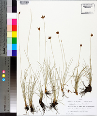 Fimbristylis mexicana image