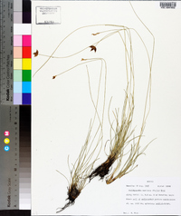 Fimbristylis mexicana image