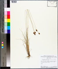 Bulbostylis conifera image