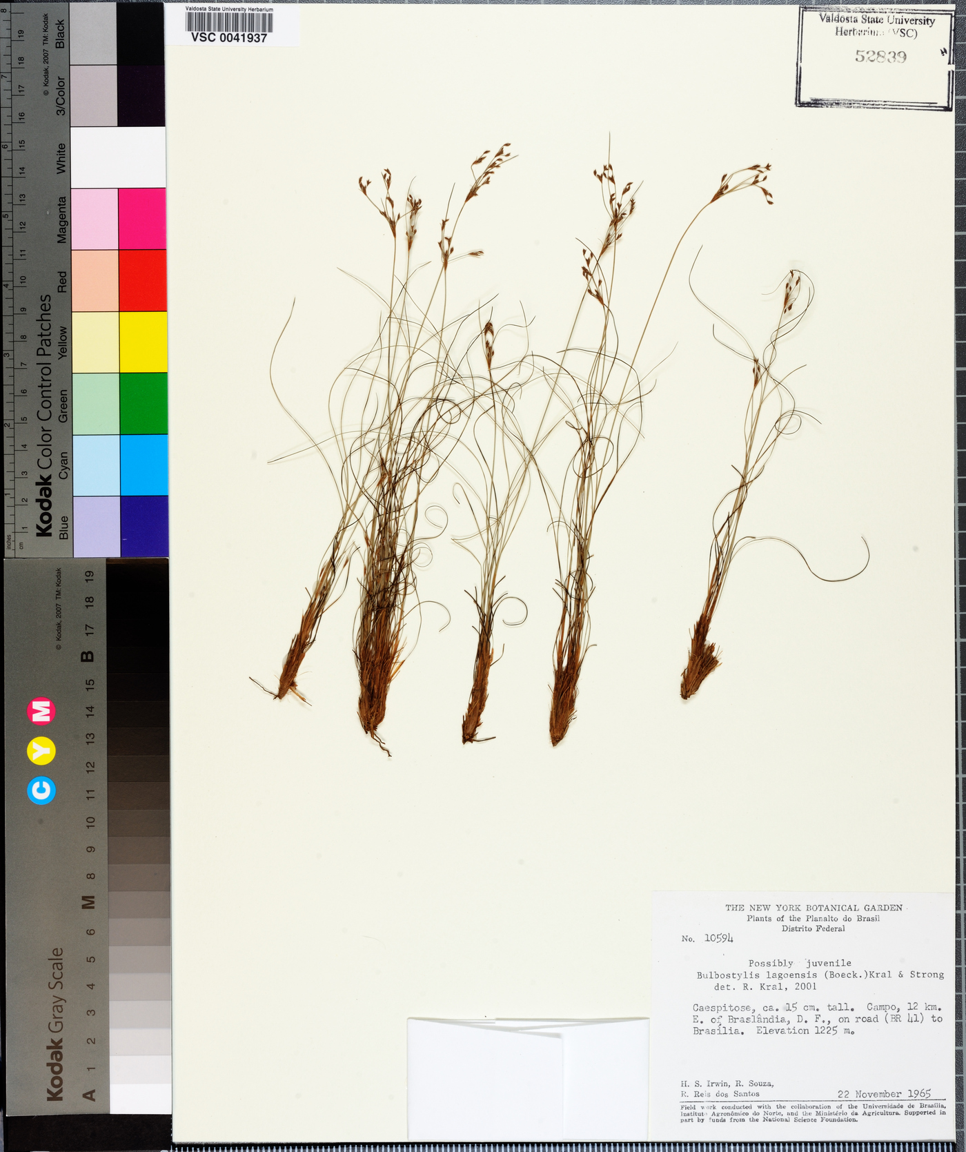 Bulbostylis lagoensis image