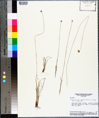 Bulbostylis latifolia image