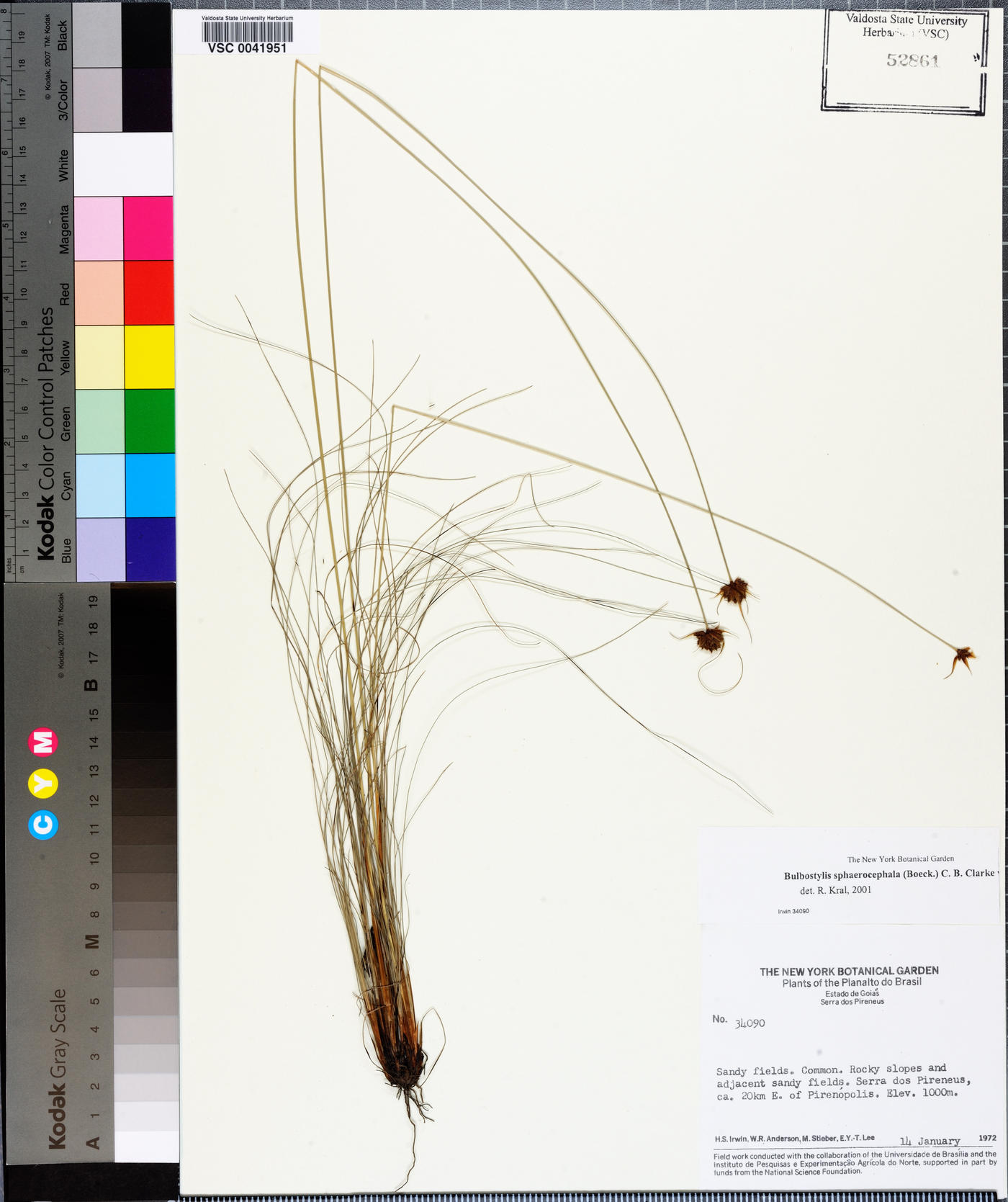 Bulbostylis sphaerocephala image