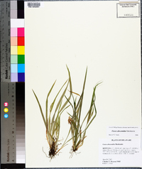 Carex abscondita image