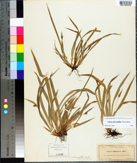 Carex abscondita image