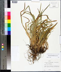 Carex abscondita image