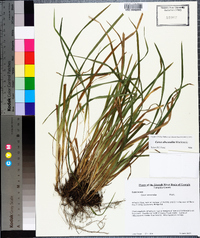 Carex abscondita image