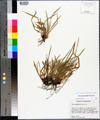 Carex abscondita image