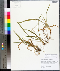 Carex abscondita image