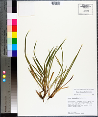 Carex abscondita image