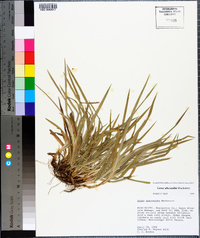 Carex abscondita image