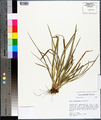 Carex abscondita image