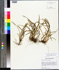 Carex abscondita image