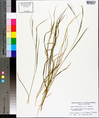 Carex aestivalis image