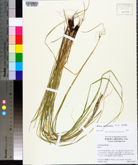 Carex aestivalis image