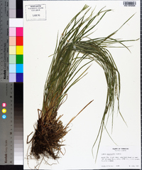 Carex aestivalis image