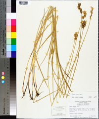 Carex alata image