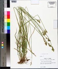 Carex albolutescens image