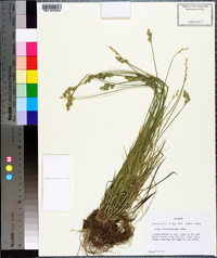 Carex albolutescens image