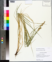 Carex albolutescens image