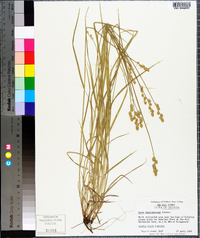 Carex albolutescens image