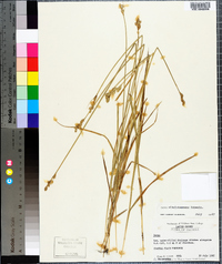 Carex albolutescens image