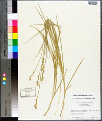 Carex albolutescens image