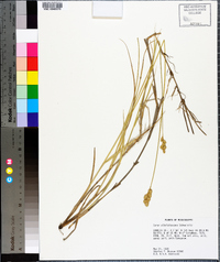 Carex albolutescens image