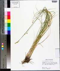 Carex albolutescens image